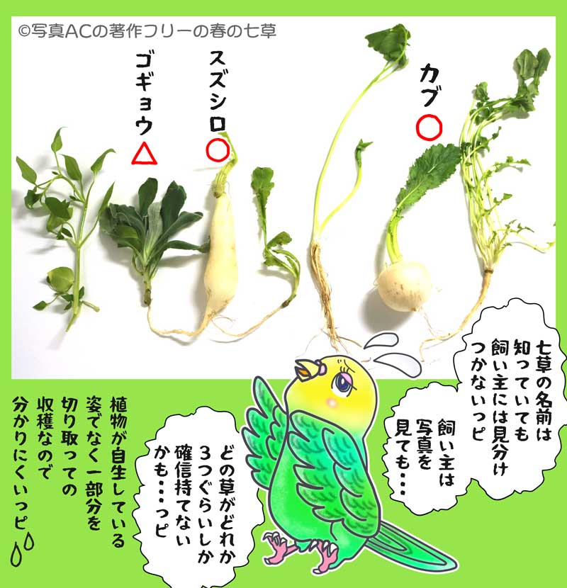 06-春の七草-写真_825938_l