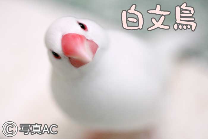03-1037059_l-文鳥